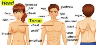 Diagram Showing the Human Torso